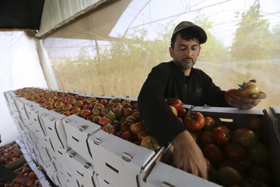 Palestinian farmer sorts tomatoes to be exported into Israel, on a farm in Deir El-Balah in the central Gaza Strip